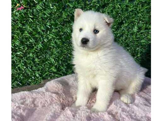 KAR BEYAZ MASMAVİ GÖZ ÖZEL ALASKAN HUSKY