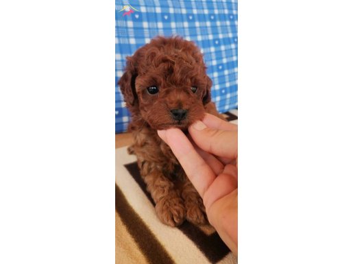 GERÇEK TOY PODDLE BEBEKLER