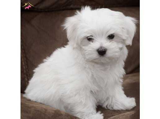 KAR BEYAZ MİNİ BOY MALTESE TERRIER BEBEKLER