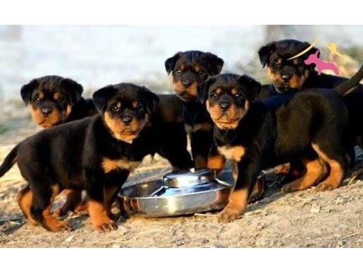 KOCA KAFA ROTTWEILER BEBEKLER