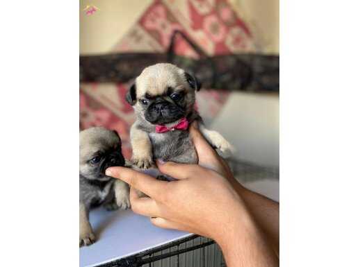 HARİKA PUG MOOBS BEBEKLER