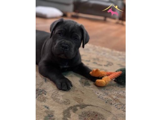  DEV CANE CORSO YAVRULAR
