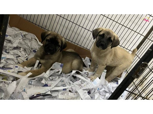 ORJİNAL KANGAL YAVRULAR