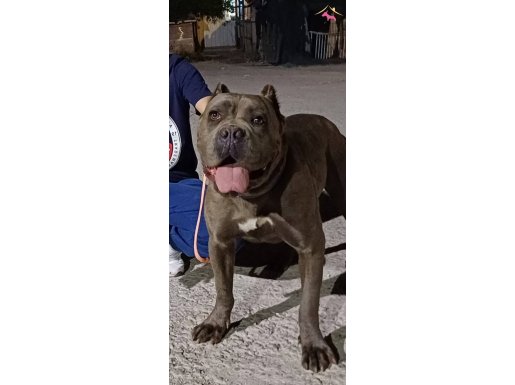 ESTETİKLİ KORUMA YAPAN CANE CORSO KIZIM