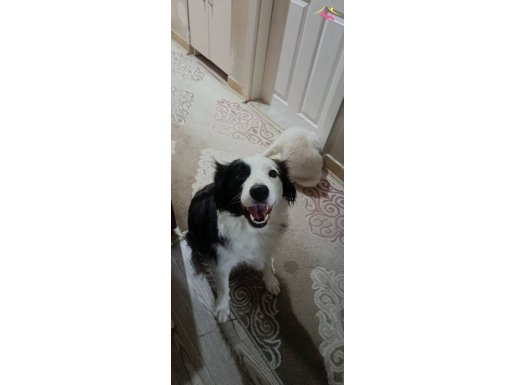 EN ZEKİ KÖPEK IRKI MAX KIZIM