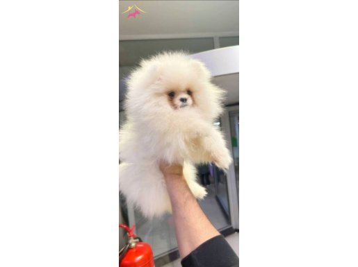 POMERANIAN BOO BEBEKLER
