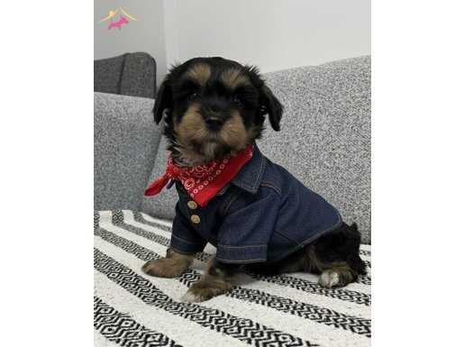  MİNİ YORKİ BEBEKLER 