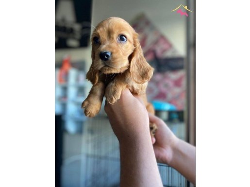 BEBEK SURAT COOCKER YAVRULAR