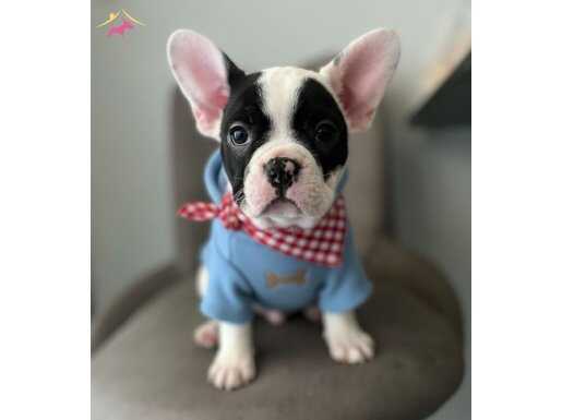 FRANSIZ BULDOG BEBEKLER