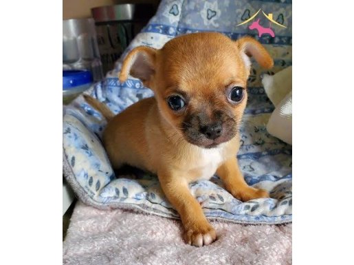 MİNİ BOY ŞİVAVA BEBEKLER