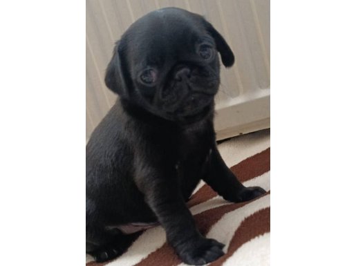 Sıfır Burun Gül Kuyruk Safkan Pug Moobs Yavruları