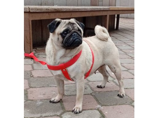 Evde Büyüyen Zeka Küpü Pug Moobs Kızım Yeni Ailesini Bekliyor