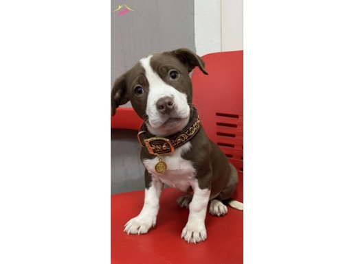 MASKELİ AMERİCAN STAFFORTERRIER