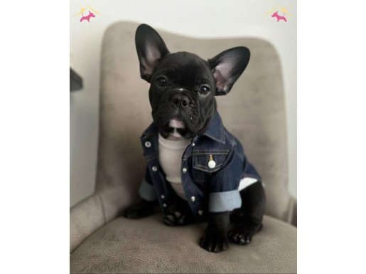 Fransız buldog yavrular