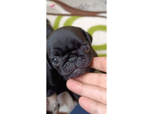 SIFIR BURUN MİNİ BOY PUG BEBEKLER