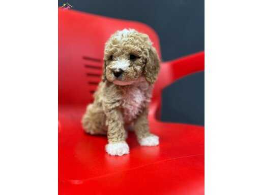 PODDLE KALİTESİNDE GERCEĶ MALTİPO