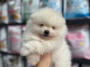 TEDDY BEAR POMERANIAN BOO