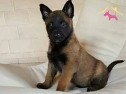 ZEKA KÜPÜ BELCİKA KURDU YAVRULAR