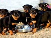 KOCA KAFA ROTTWEILER BEBEKLER