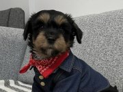  MİNİ YORKİ BEBEKLER 