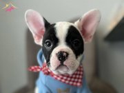 FRANSIZ BULDOG BEBEKLER
