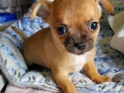 MİNİ BOY ŞİVAVA BEBEKLER