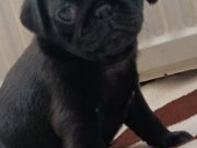 Sıfır Burun Gül Kuyruk Safkan Pug Moobs Yavruları