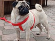 Evde Büyüyen Zeka Küpü Pug Moobs Kızım Yeni Ailesini Bekliyor