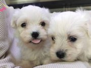 KAR BEYAZ MİNİ BOY MALTESE TERRİER BEBEKLER