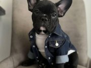 Fransız buldog yavrular