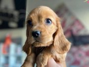 Ev Yaşamına Uyumlu Bebek Surat Safkan Cocker Yavrusu