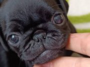 SIFIR BURUN MİNİ BOY PUG BEBEKLER