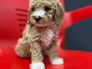 PODDLE KALİTESİNDE GERCEĶ MALTİPO