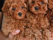 SAFKAN TOY POODLE BEBEKLER