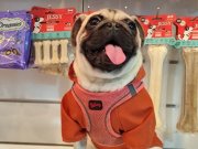 ZEKA KÜPÜ SAFKAN PUG MOOBS KIZ