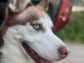 ZEKA KÜPÜ HUSKY KIZIM YENİ AİLESİNİ ARIYOR