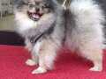 POMERANIAN EĞİTİMLİ TEAC UP MİNİK OĞLUM