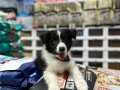 EN ZEKİ KÖPEK IRKI MAX BORDER COLLİE YAVRU