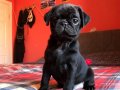PUG MOOBS BEBEK