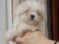  MİNİ BOY KAR BEYAZ MALTESE TERRİERLER