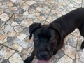KÜTÜK GİBİ CANE CORSO DİŞİ YAVRu