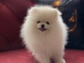 TEAC UP POMERANIAN GERÇEK BOO 