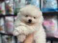 TEDDY BEAR POMERANIAN BOO