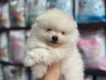 TEDDY BEAR POMERANIAN BOO