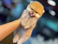 TEDDY BEAR POMERANIAN BOO