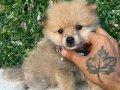 POMERANIAN BEBEK