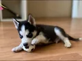 SAFKAN SİBİRYA KURDU (HUSKY)YAVRULAR!!!