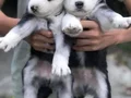 SAFKAN SİBİRYA KURDU (HUSKY)YAVRULAR!!!