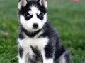 SAFKAN SİBİRYA KURDU (HUSKY)YAVRULAR!!!