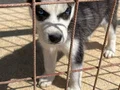 SAFKAN SİBİRYA KURDU (HUSKY)YAVRULAR!!!